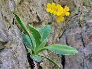 Primula albenensis (Primula del Monte Alben) – 12magg22-FOTOGALLERY